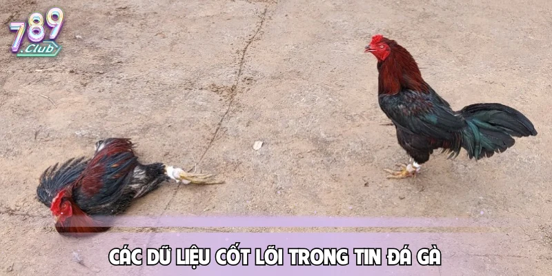 Các dữ liệu cốt lõi trong tin đá gà