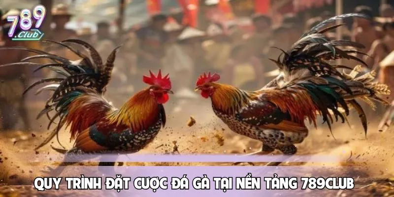 cuoc-da-ga-quy-trinh