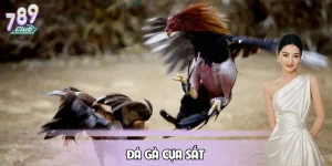 Đá Gà Cựa Sắt 789CLUB – Hình Thức Cược Gay Cấn, Dễ Đọc KèoĐá Gà Cựa Sắt 789CLUB – Hình Thức Cược Gay Cấn, Dễ Đọc Kèo