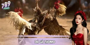 Đá Gà Thomo – Phân Tích Kèo Nhanh, Xuống Tiền Hiệu Quả