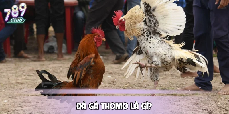 Đá gà thomo là gì?