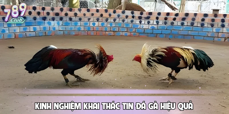 Kinh nghiệm khai thác tin đá gà hiệu quả